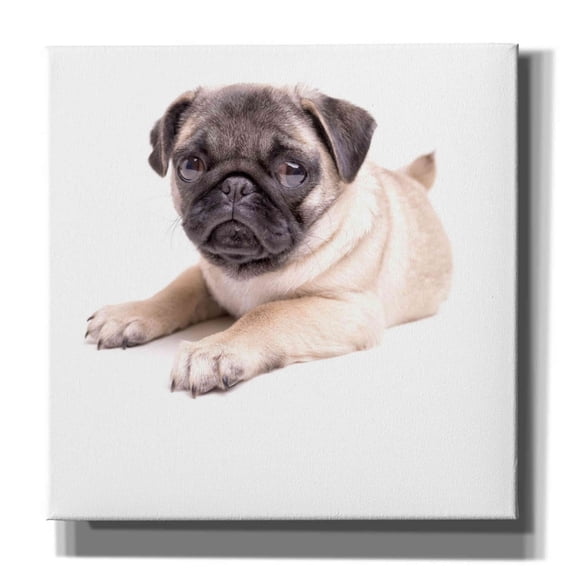 Epic Graffiti 'Cute Pug Puppy' by Edward M. Fielding, Giclee Canvas Wall Art, 37"x37"
