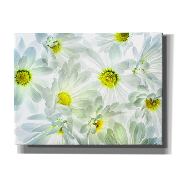 Epic Graffiti 'Daisy Dance' by Pamela Plummer, Canvas Wall Art, 16"x12"