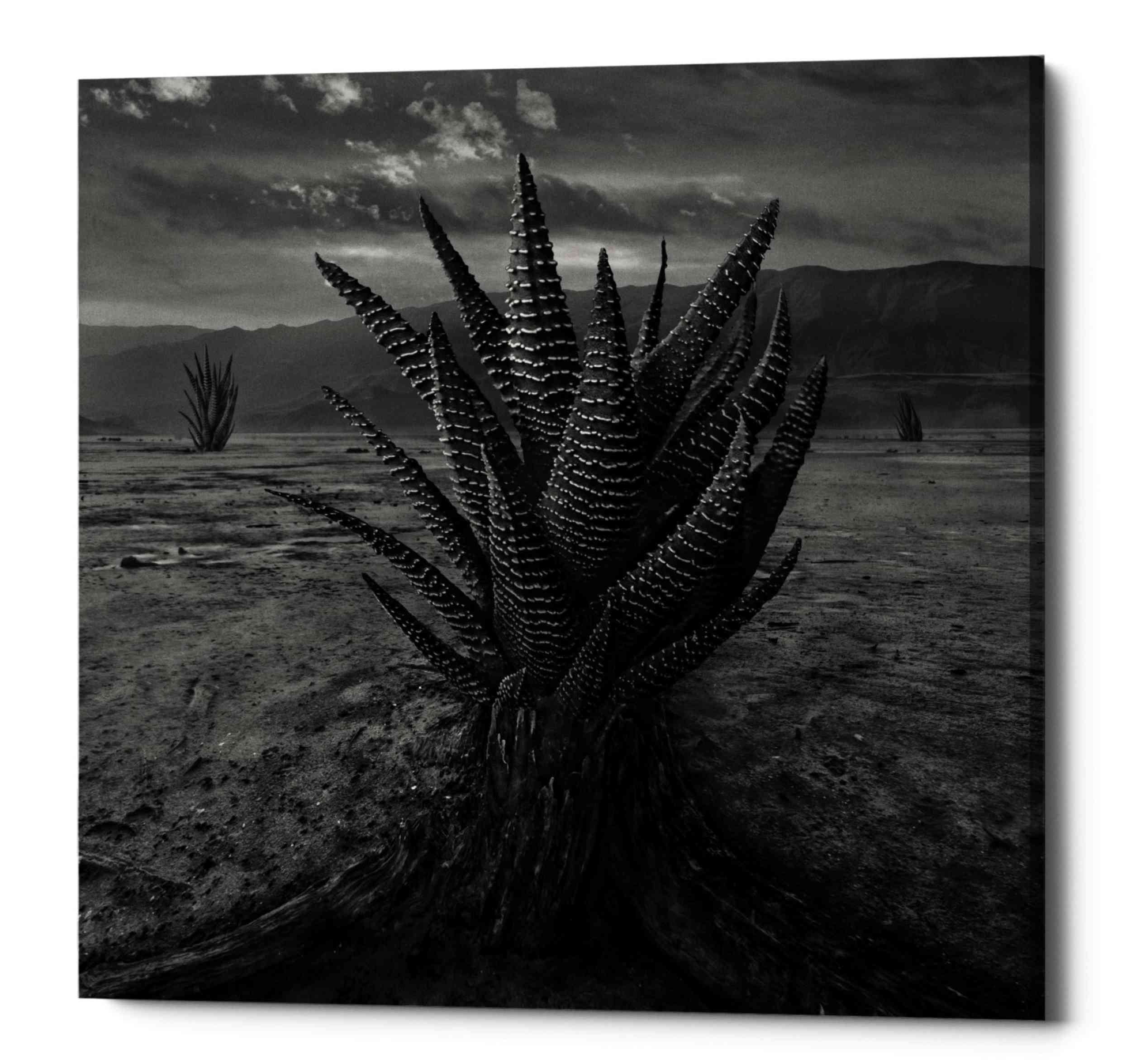Surreal Black and White Cactus Metal Wall Art, 12" x 12"