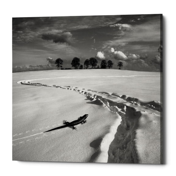 Epic Graffiti Epic Grafitti "Snowy Lizard" by Dariusz Klimczak, Giclee Canvas Wall Art 12" x 12"
