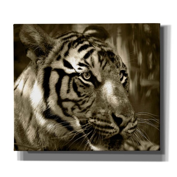 Epic Graffiti 'Focus' by Dana Brett Munach, Canvas Wall Art, 30"x26"