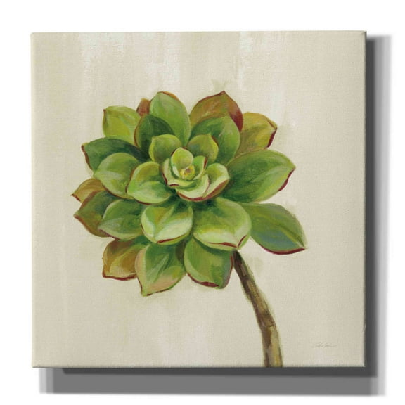 Epic Graffiti 'Front Yard Succulent IV' by Silvia Vassileva, Canvas Wall Art, 37"x37"