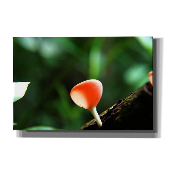 Epic Graffiti 'Fungus 2' by Dana Brett Munach, Canvas Wall Art, 18"x12"