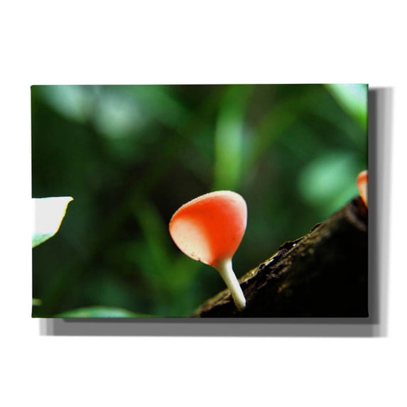 Epic Graffiti 'Fungus 2' by Dana Brett Munach, Canvas Wall Art, 26"x18"