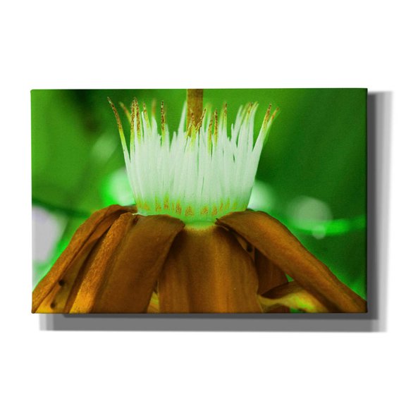 Epic Graffiti 'Golden Water Lilly' by Dana Brett Munach, Canvas Wall Art, 18"x12"