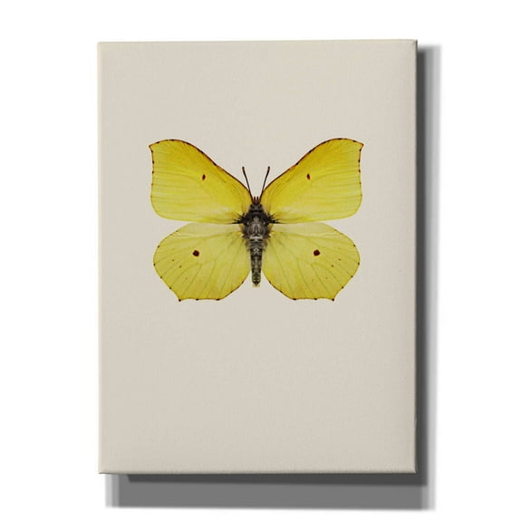 Epic Graffiti 'Gonepteryx Rhamni' by Incado, Giclee Canvas Wall Art, 40"x54"