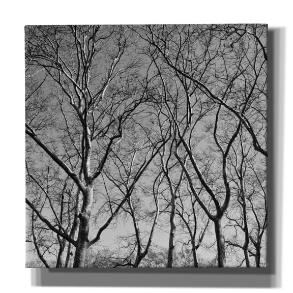 Epic Graffiti 'January Branches 1' by Erin Clark Canvas Wall Art, 18" x 18"