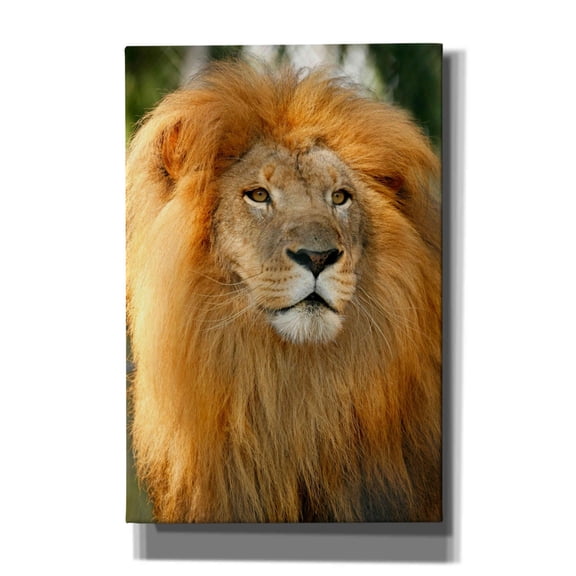 Epic Graffiti 'Lion' by Mike Jones, Giclee Canvas Wall Art, 40"x60"