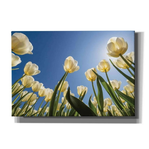 Epic Graffiti 'Look Up in White' by Martin Podt, Canvas Wall Art, 26"x18"