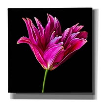 Epic Graffiti 'Miss Lily Midnight' by Pamela Plummer, Canvas Wall Art, 12"x12"