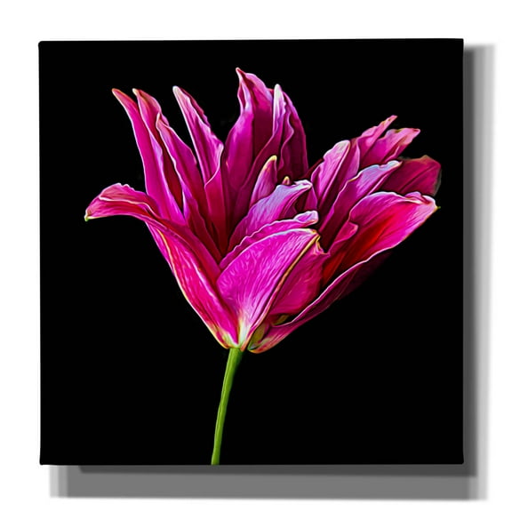 Epic Graffiti 'Miss Lily Midnight' by Pamela Plummer, Canvas Wall Art, 12"x12"