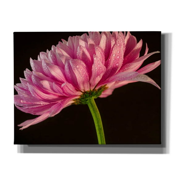 Epic Graffiti 'Mum With Water Droplets' by Pamela Plummer, Canvas Wall Art, 34"x26"