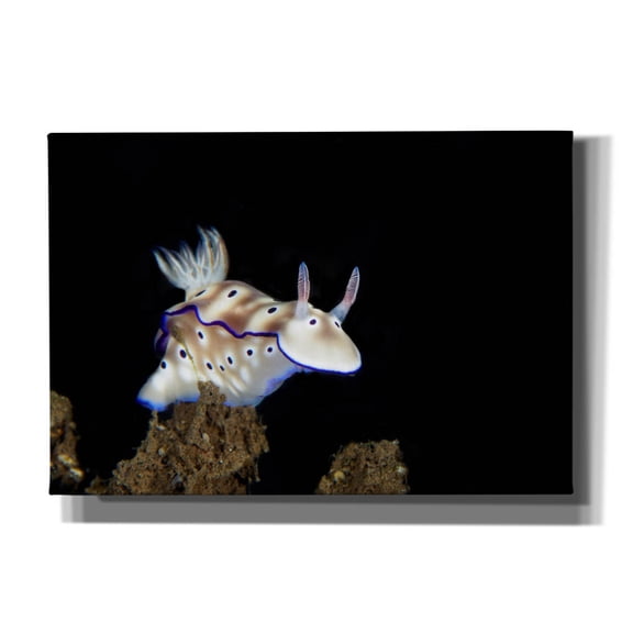 Epic Graffiti 'Nudibranch On Coral Reef' by Epic Portfolio, Canvas Wall Art, 26"x18"