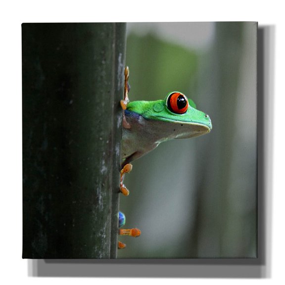 Epic Graffiti 'Red Eyed Tree Frog' by Dana Brett Munach, Canvas Wall Art, 37"x37"