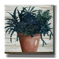 thumbnail image 1 of Epic Graffiti 'Remarkable Succulents III' by Cindy Jacobs, Canvas Wall Art, 12"x12", 1 of 2