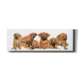 thumbnail image 1 of Epic Graffiti 'Rhodisian Ridgeback Puppies' by Barbara Keith, Canvas Wall Art, 60"x20", 1 of 8