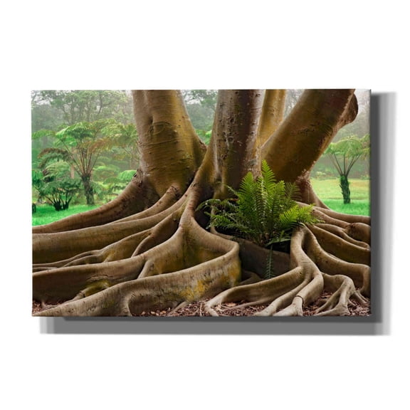 Epic Graffiti 'Roots Sarasots Big Tree' by Mike Jones, Giclee Canvas Wall Art, 18"x12"