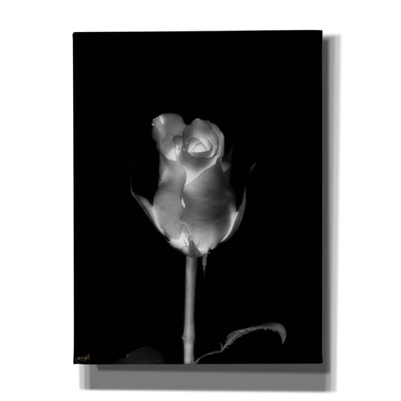 Epic Graffiti 'Rose Xray 6' by Life BeautifuLEE Canvas Wall Art, 12" x 16"