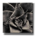 thumbnail image 1 of Epic Graffiti 'Seattle Succulents' by Gary Horsfall, Giclee Canvas Wall Art, 37"x37", 1 of 8