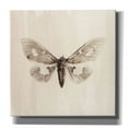 thumbnail image 1 of Epic Graffiti 'Sepia Moth' by Incado, Giclee Canvas Wall Art, 12"x12", 1 of 6