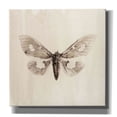 thumbnail image 1 of Epic Graffiti 'Sepia Moth' by Incado, Giclee Canvas Wall Art, 18"x18", 1 of 8