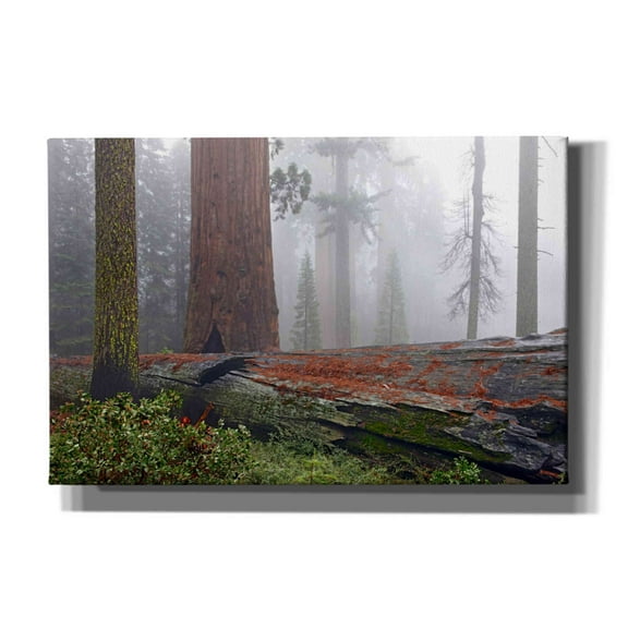 Epic Graffiti 'Sequoia Fallen Giant' by Mike Jones, Giclee Canvas Wall Art, 60"x40"