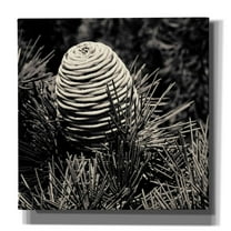 Epic Graffiti 'Spruce Cone' by Gary Horsfall, Giclee Canvas Wall Art, 37"x37"