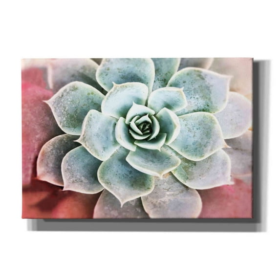 Epic Graffiti 'Succulent Garden' by Irena Orlov, Canvas Wall Art, 16"x12"