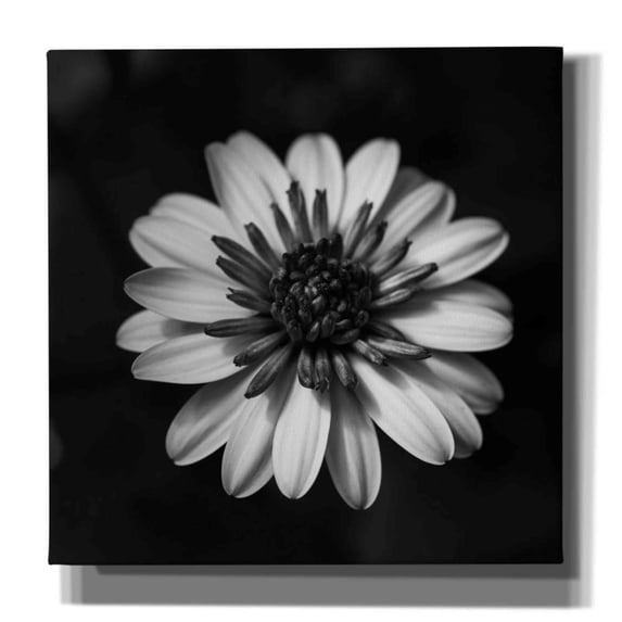Epic Graffiti 'Sunny Bloom Monochrome' by Leah McLean,, 37"x37"