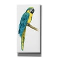 thumbnail image 1 of Epic Graffiti 'Teal Macaw I' by Grace Popp, Giclee Canvas Wall Art, 12"x24", 1 of 8