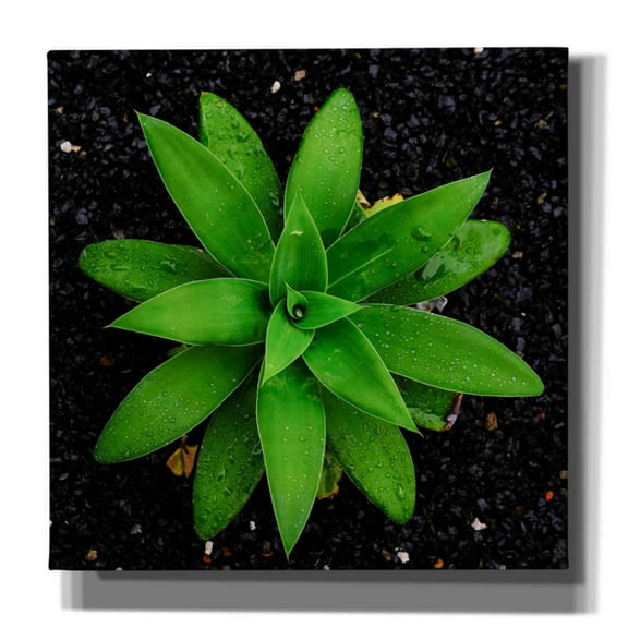 Epic Graffiti 'The Green Bloom Crop' by Epic Portfolio Giclee Canvas Wall Art, 18"x18"