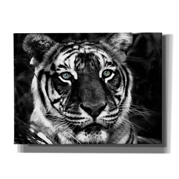Epic Graffiti 'The Observer Black & White' by Dana Brett Munach, Canvas Wall Art, 16"x12"