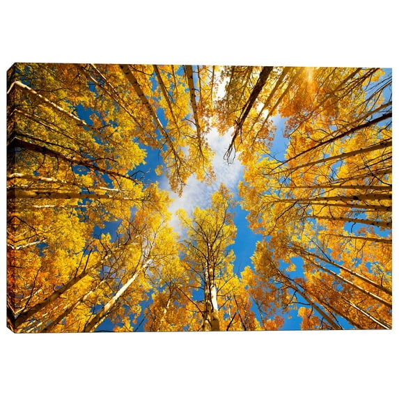Epic Graffiti 'Towering Aspens' by Darren White, Canvas Wall Art, 18" x 26"