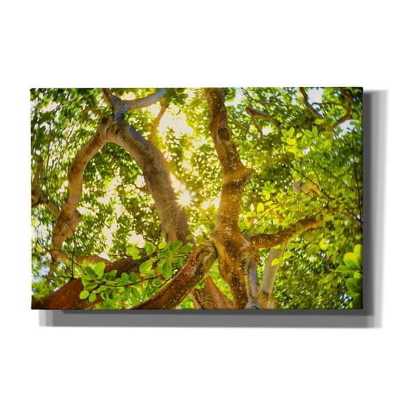 Epic Graffiti 'Tropical Sun Burst' by Mark A Paulda, Canvas Wall Art, 60"x40"