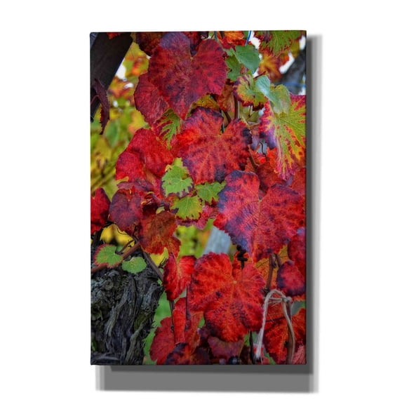 Epic Graffiti 'Velvet Leaves' by Philippe Sainte-Laudy, Canvas Wall Art, 26"x40"