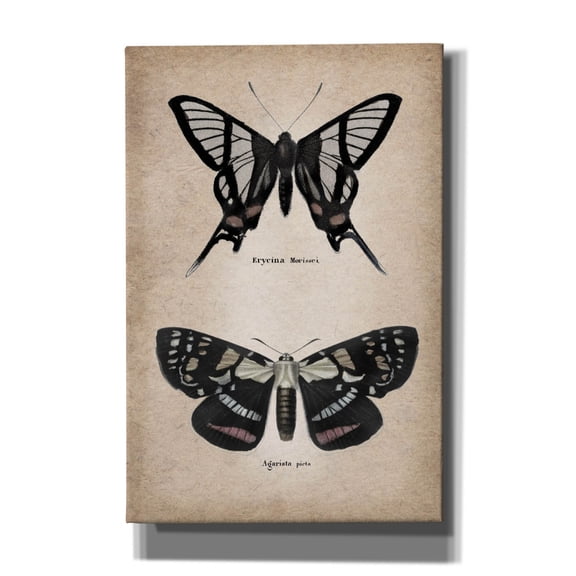 Epic Graffiti 'Vintage Butterflies Duo 2'  by Art Licensing Studio Canvas Wall Art, 12" x 18"