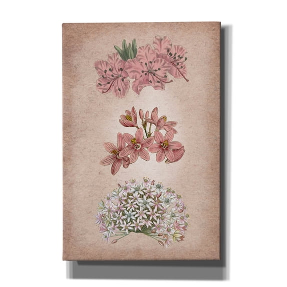 Epic Graffiti 'Vintage Flowers Pink'  by Art Licensing Studio Canvas Wall Art, 12" x 18"