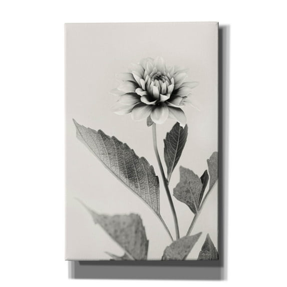 Epic Graffiti 'White Dahlia II' by Lori Deiter, Canvas Wall Art, 26"x40"