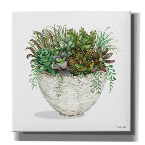 Epic Graffiti 'White Wood Succulent III' by Cindy Jacobs, Canvas Wall Art, 26"x26"