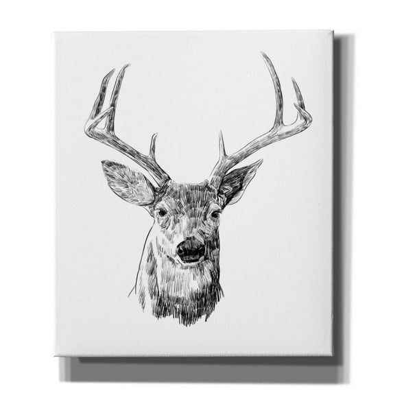 Epic Graffiti 'Young Buck Sketch III' by Emma Scarvey, Giclee Canvas Wall Art, 26"x30"