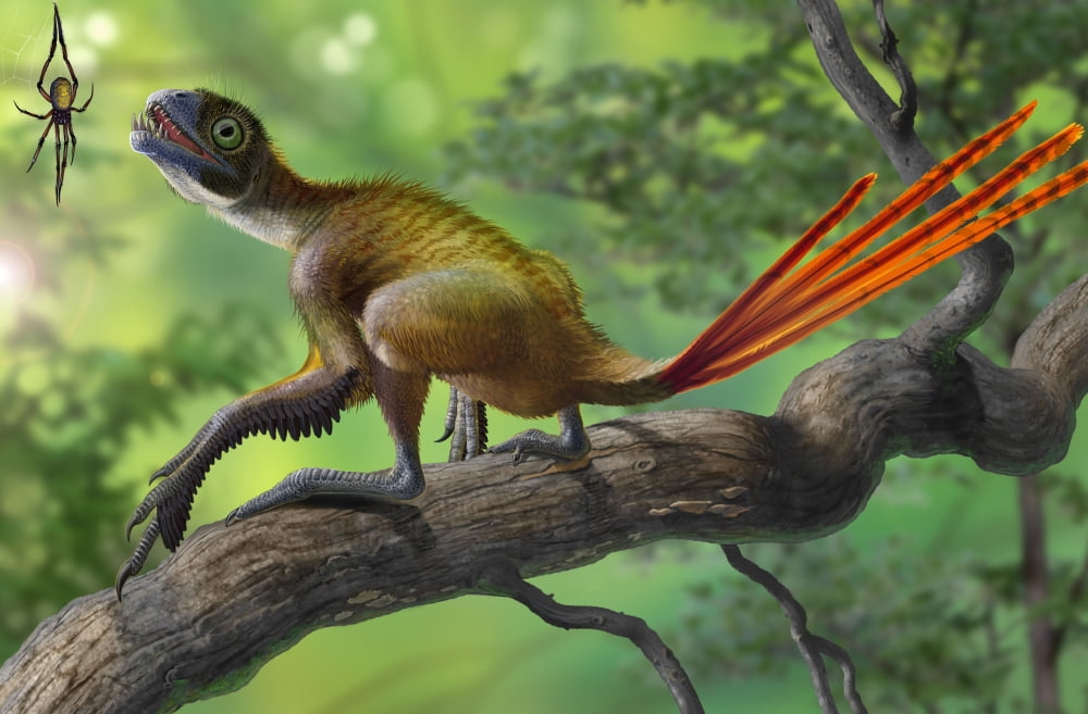 Epidexipteryx perched on a branch ready to eat a nearby spider Canvas Art - Sergey KrasovskiyStocktrek Images (18 x 12)