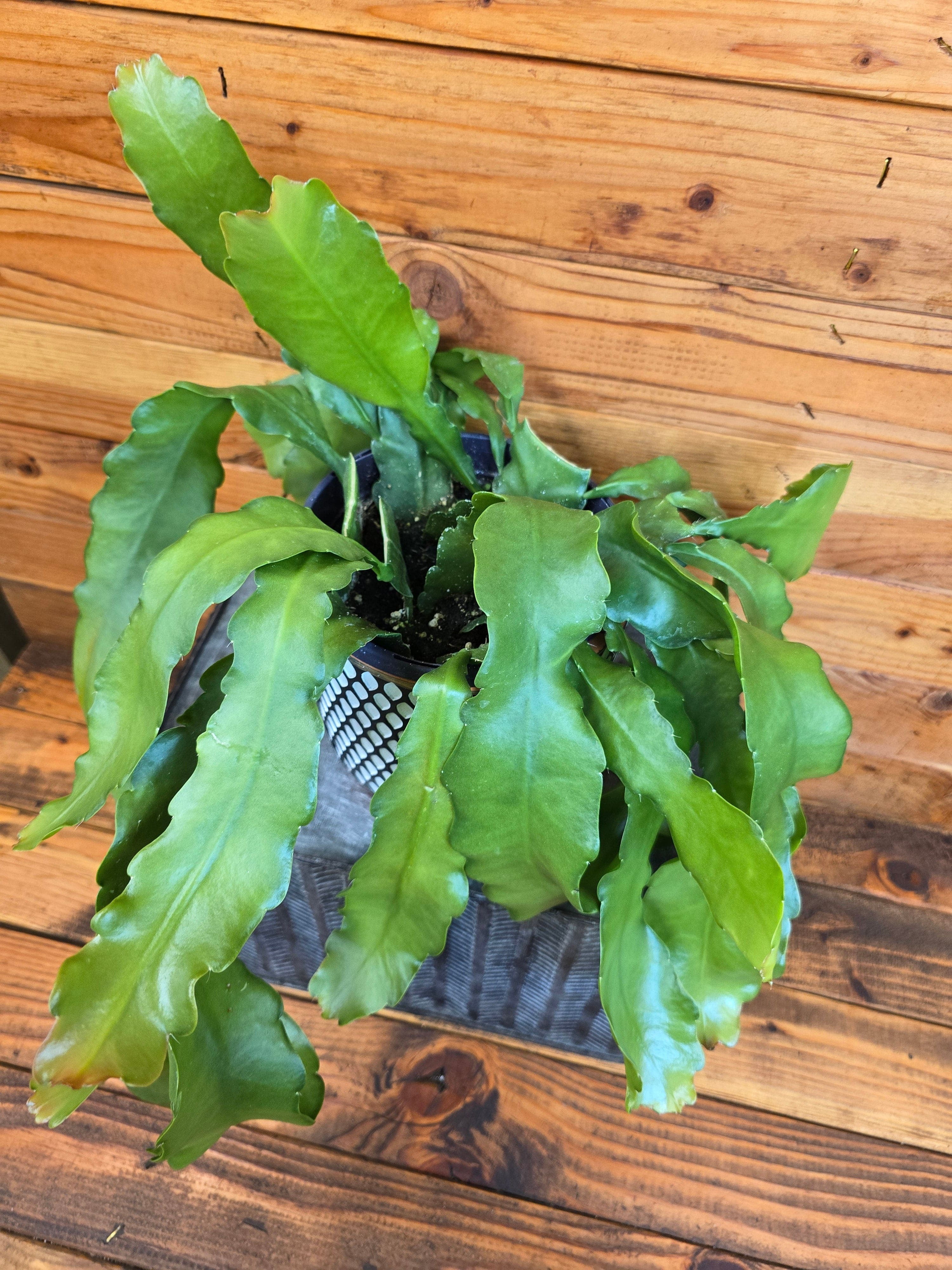 Epiphyllum Anguliger Beavertail Orchid Cactus, 6" Plant, The Plant Farm