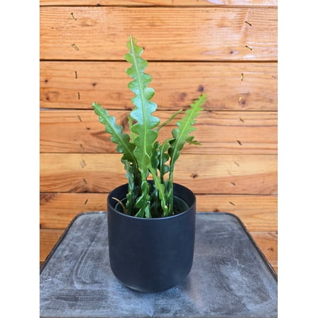 Epiphyllum Anguliger Ric Rac Cactus, 4" Plant, The Plant Farm