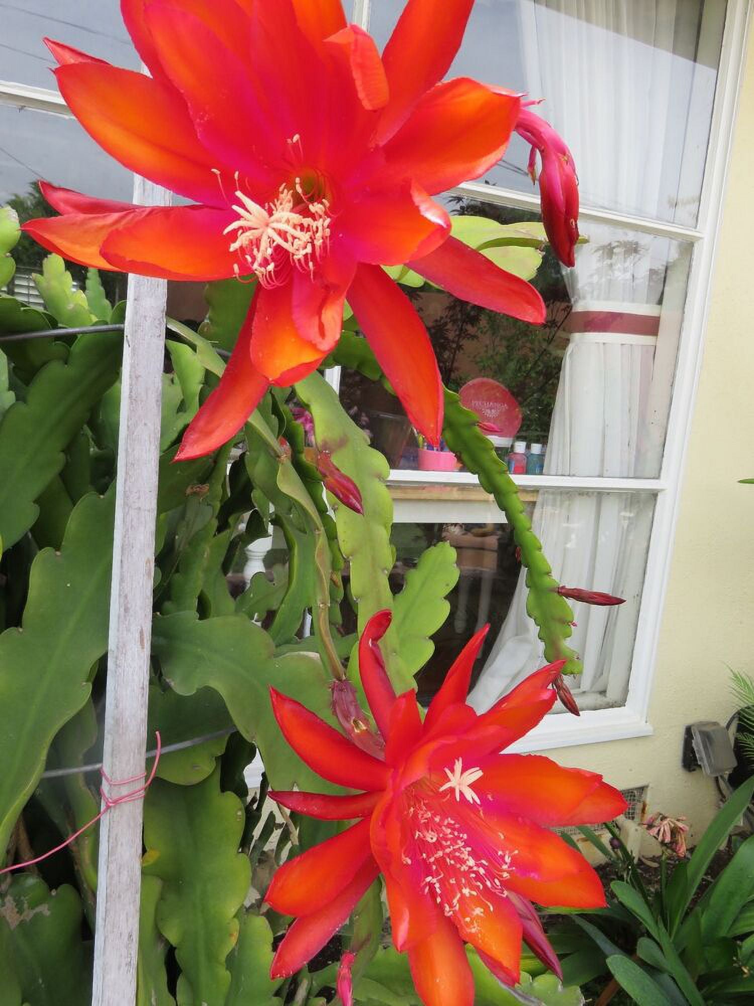 Epiphyllum Orchid 8"10" Fresh cutting plant Queen Of The Night Cactus