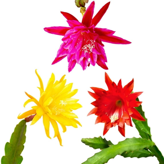 Epiphyllum - Orchid Cactus Mix 2 Pack (Potted Plant)