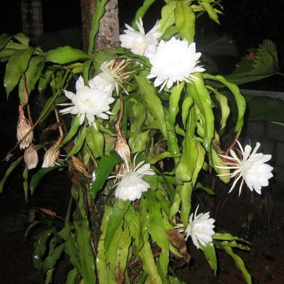 Epiphyllum Oxypetalum Plant, Queen of The Night Cactus Plant in 4 Inch Pot, 4-5 Inch White Blooms Flowers