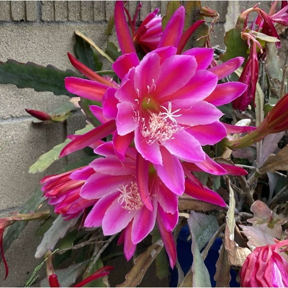 Epiphyllum Plant Live, Trailing Orchid Cactus Plant in 4 Inch Pot, Well-Rooted 8 Inch Tall, Indoor Outdoor Flowering Houseplant (Pink Epiphyllum)