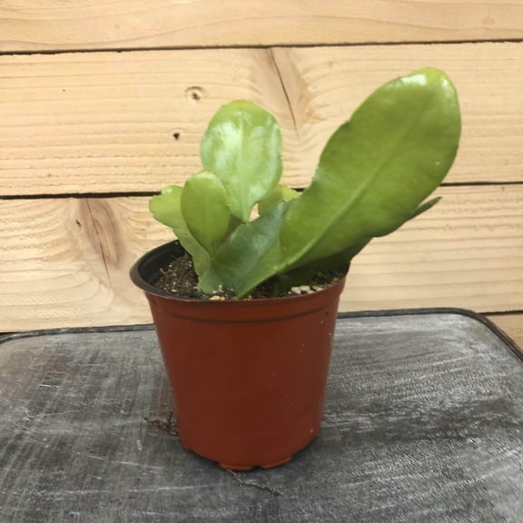 Epiphyllum Queen of the Night, 4" Plant, The Plant Farm