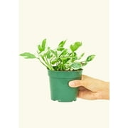 Epipremnum Aureum 'Pothos Njoy' Live Green Plant in 4" Pot