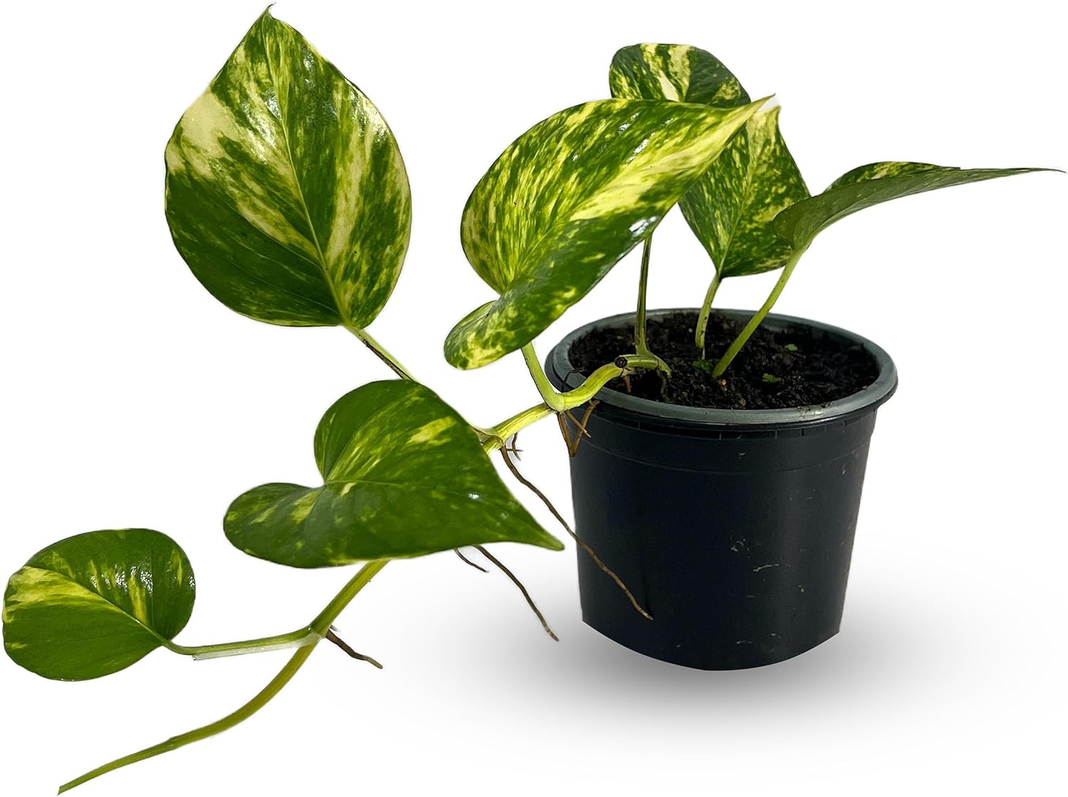 Epipremnum Aureum by LEAL PLANTS Pothos Epipremnum